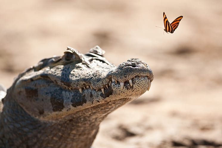 Pantanal