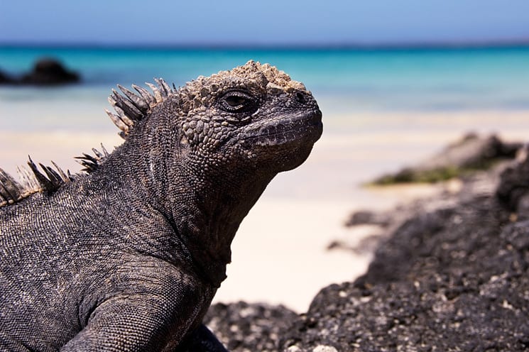 Galapagoseilanden