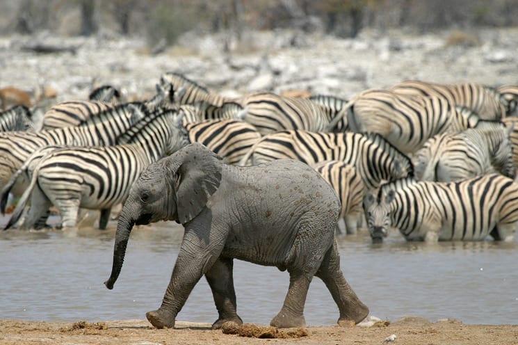 Nationaal Park Etosha
