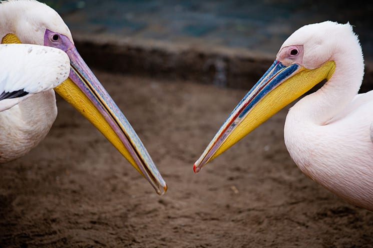 Pelican Point