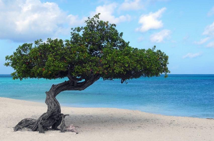 Aruba