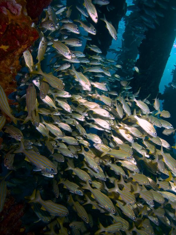 bonaire duiken
