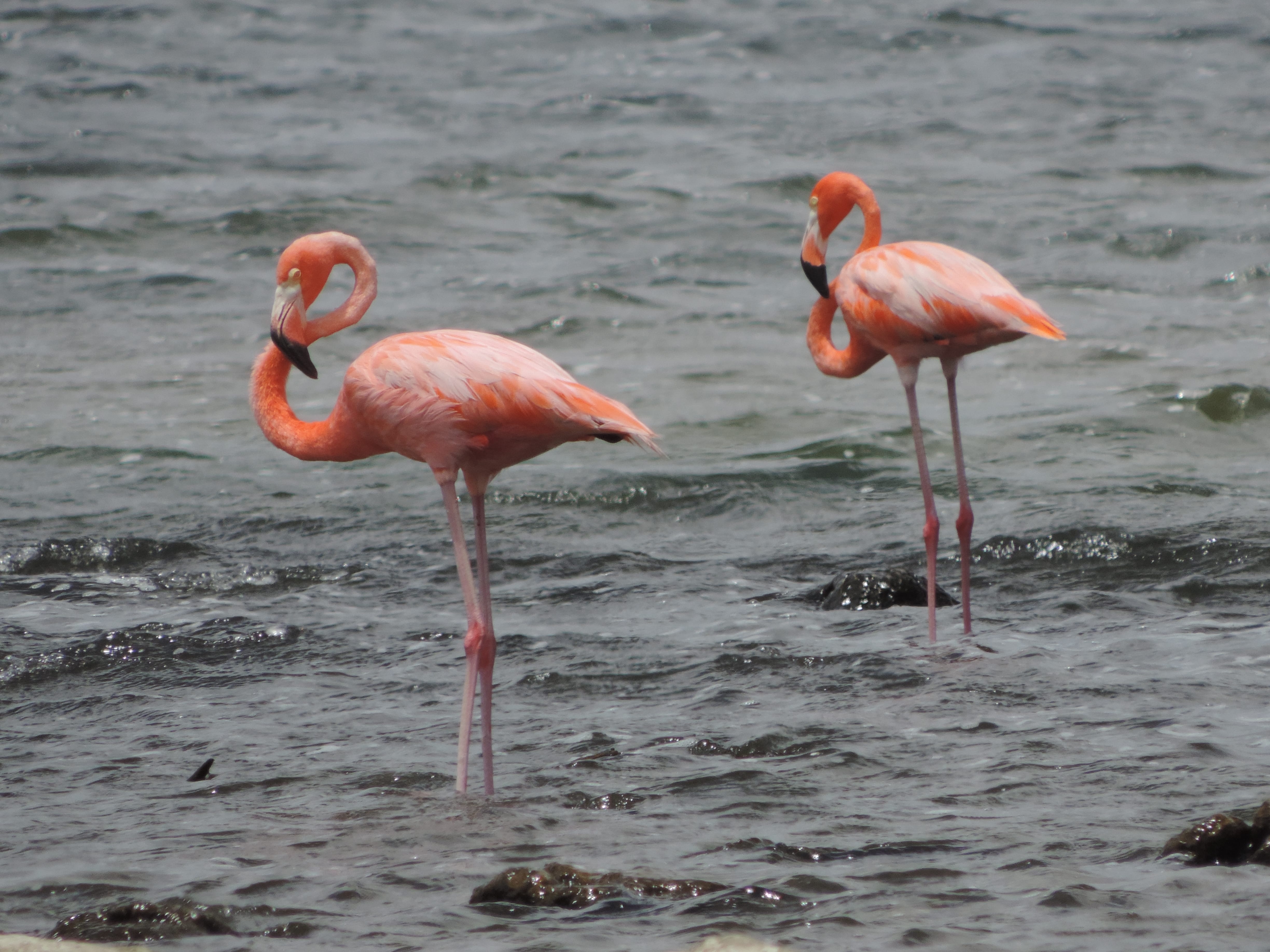 Flamingo's op Bonaire
