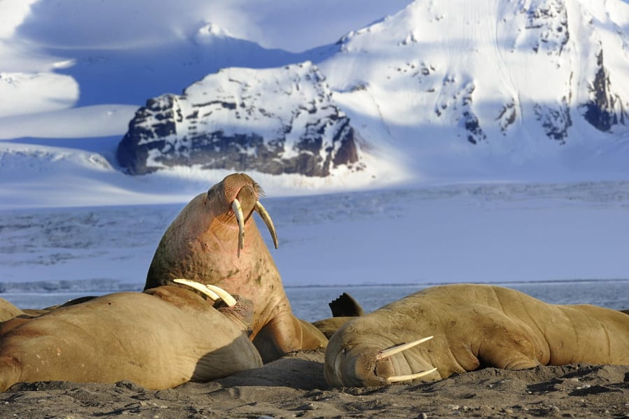 Middernacht zonaanbidders in Svalbard, Noorwegen