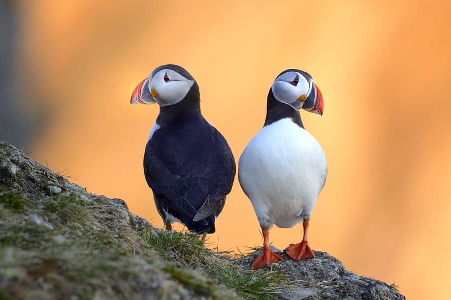 Middernachtzon papegaaiduikers op het eiland Loppa, Noorwegen