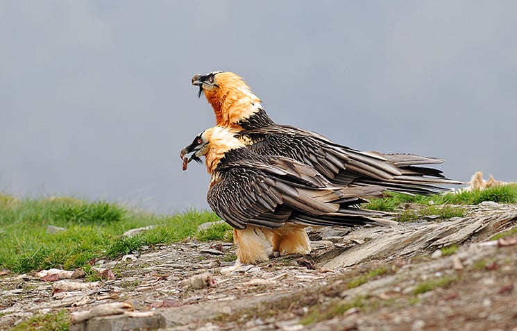 Vogels spotten in de Pyreneeën