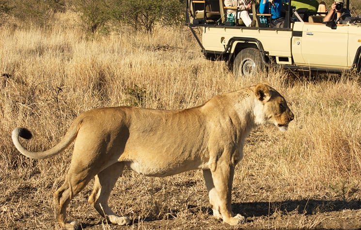 De Big 5 in Madikwe