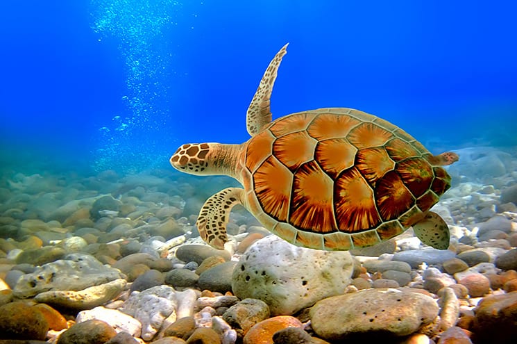 Duiken bij de Gili eilanden