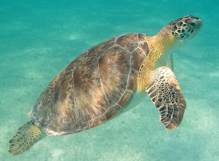 De zeeschildpad in de baai van Akumal
