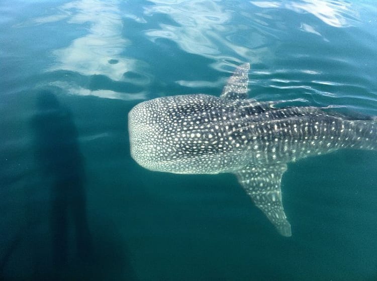 Zwemmen met walvishaaien in Yucatan