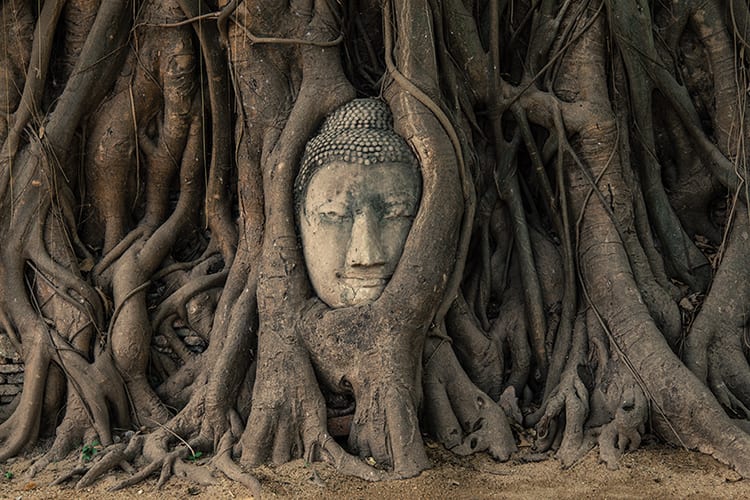 Het Boeddhahoofd in Wat Phra Mahathat