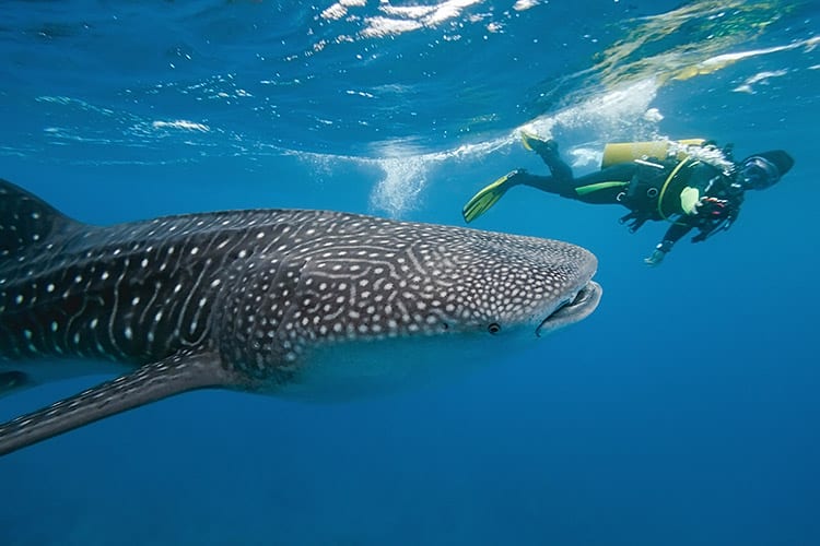Duiken op Koh Tao
