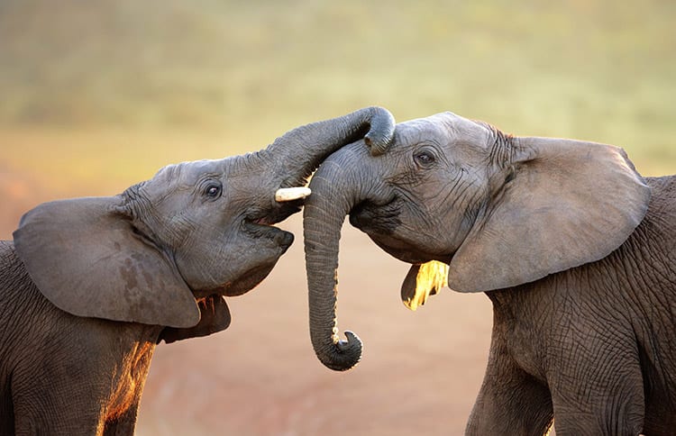 Addo Elephant National Park