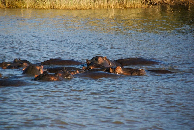 Nijlpaarden in het iSimangaliso Wetland Park.