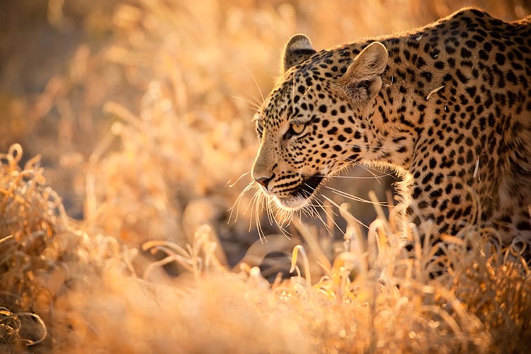 Luipaard in het Kruger National Park