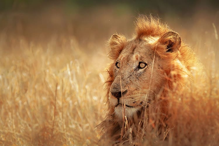 Kruger National Park