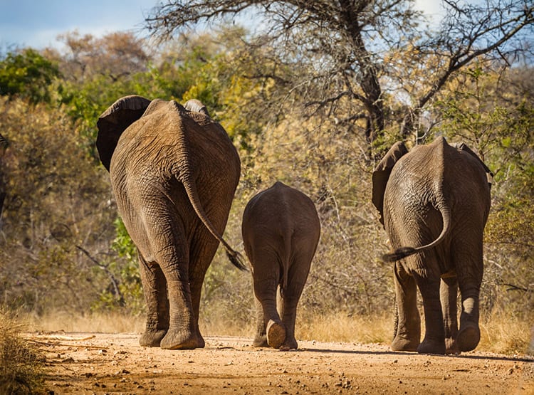 Kruger National Park