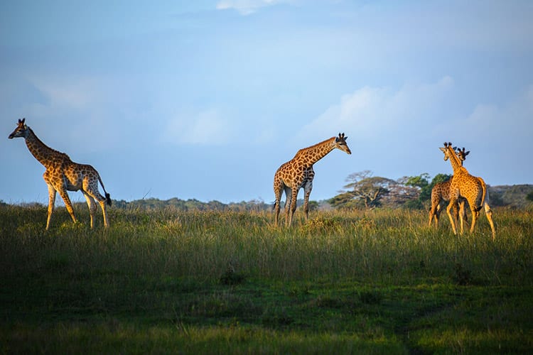 Giraffes in het iSimangaliso Wetland Park