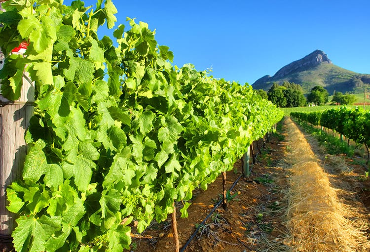 Wijngaarden in Stellenbosch