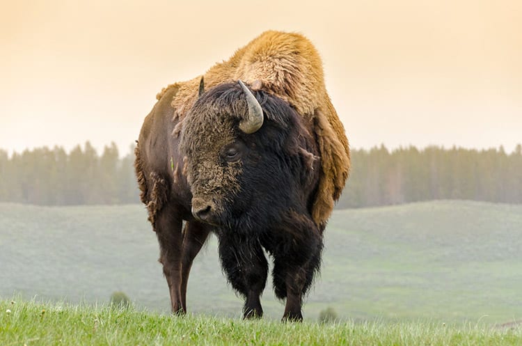 Yellowstone National Park