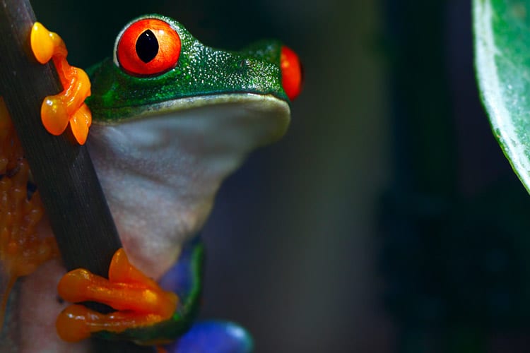 Wildlife in Corcovado