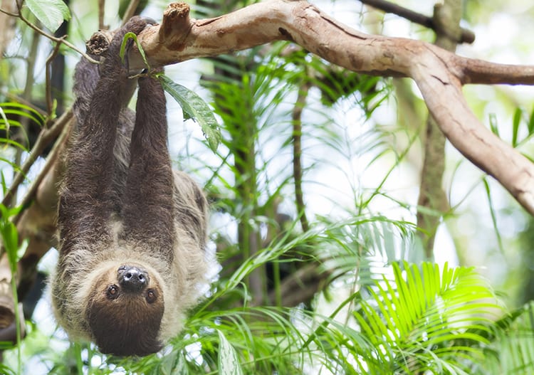 luiaard in het Corcovado National Park