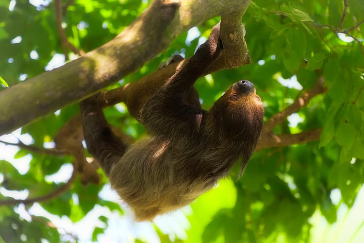 Manuel Antonio Nationaal Park wildlife