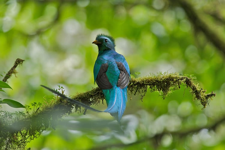 Costa Ricaanse Quetzal