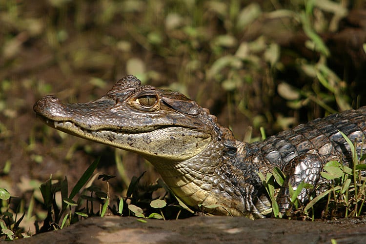 National Park Tortuguero