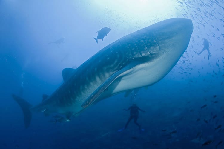 Galápagos eilanden
