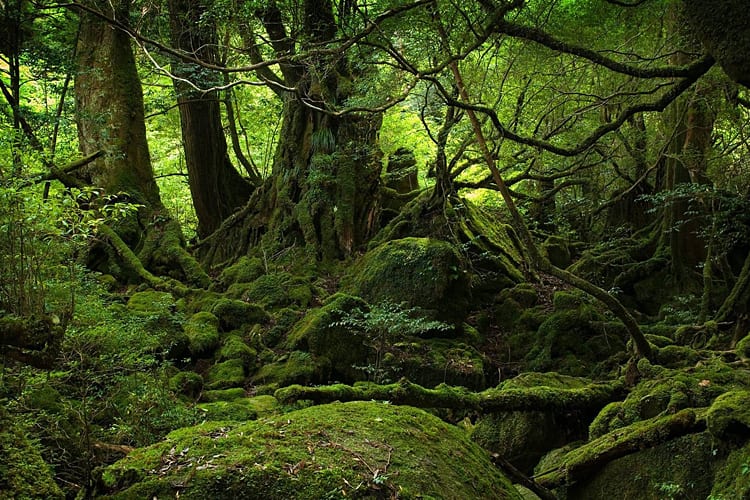 Aokigahara, Japan
