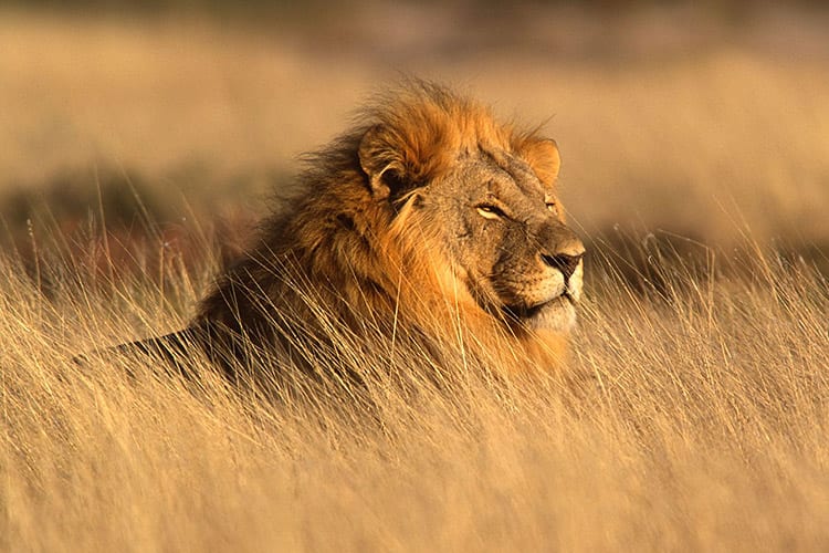 Big Five in het Etosha National Park