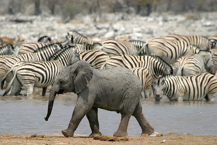 Etosha National Park