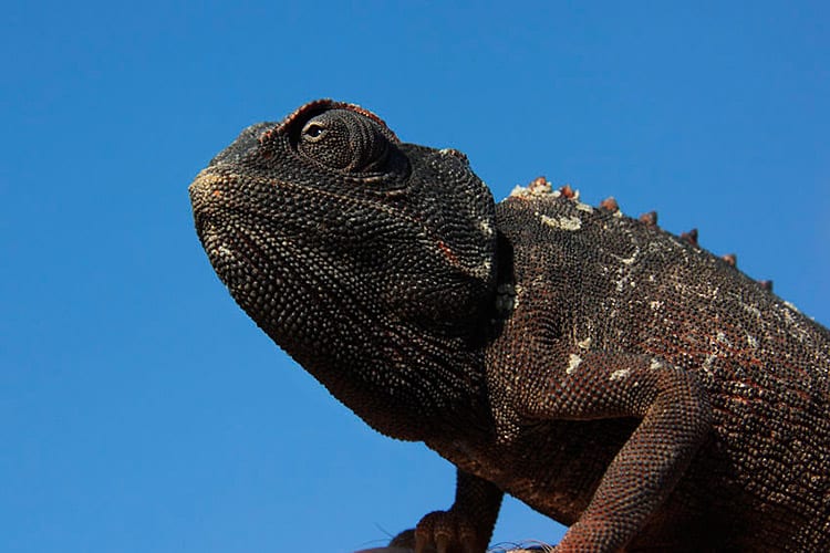 Namaqua kameleon in de Namib-Naukluft woestijn