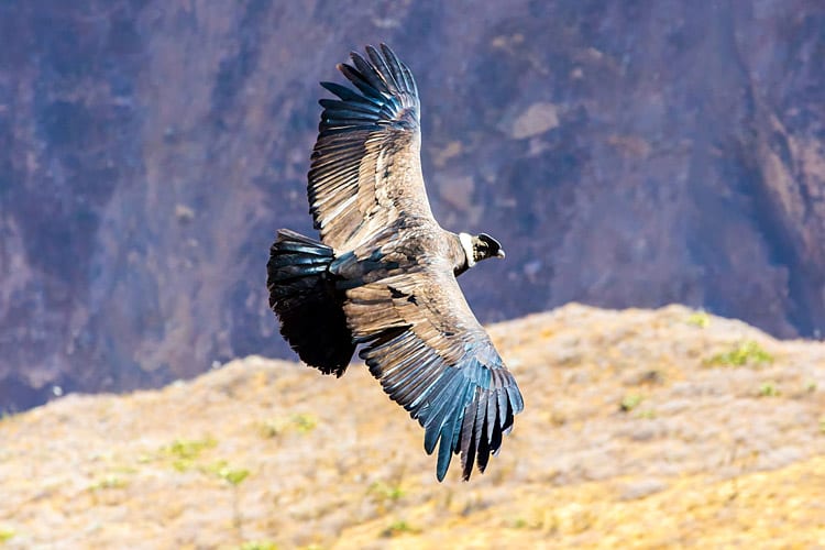 Andescondor