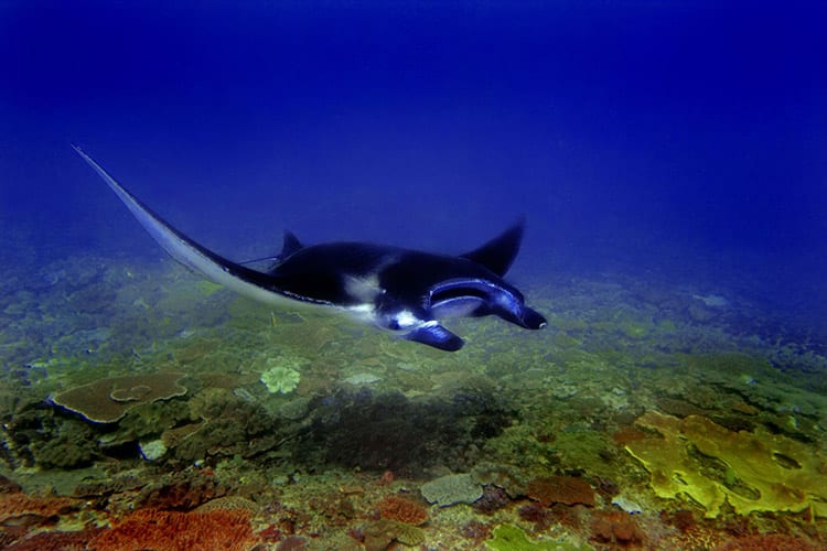 Manta bij Nusa Penida