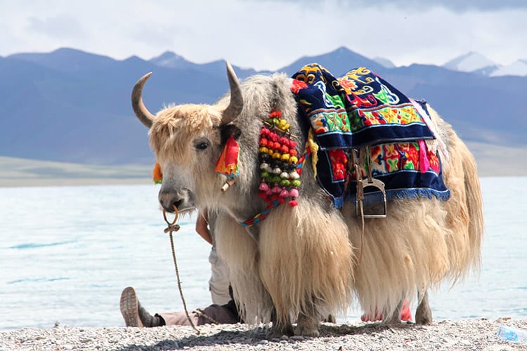 Yak