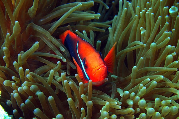 Duiken en snorkelen bij Nha Trang