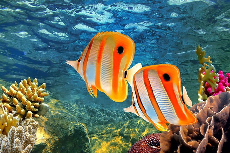 Great Barrier Reef