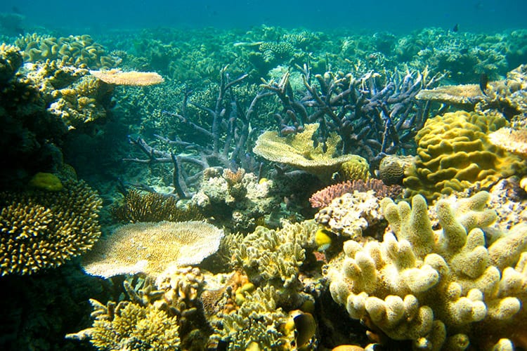 Koraalriffen in het Great Barrier Reef