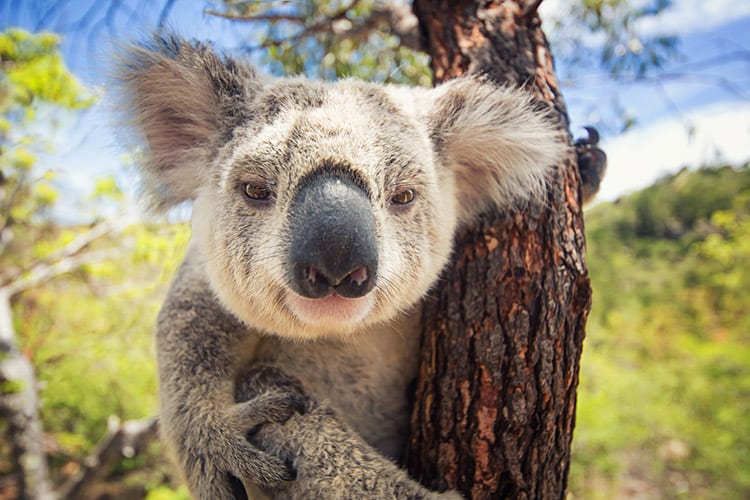 Koala op Magnetic Island