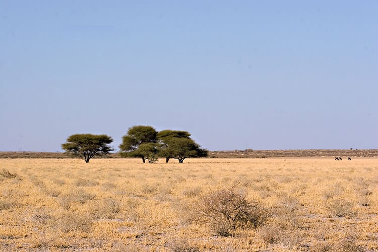 Central Kalahari Game Reserve