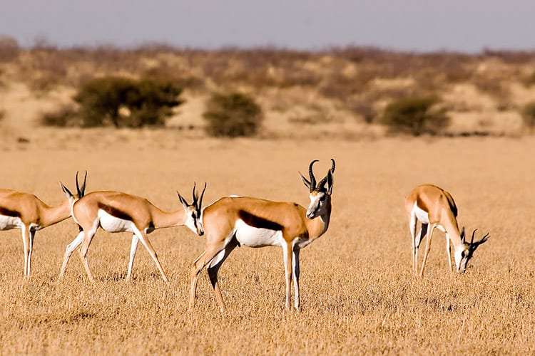 Springbokken in het Central Kalahari Game Reserve