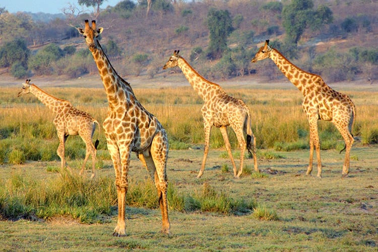 Chobe National Park