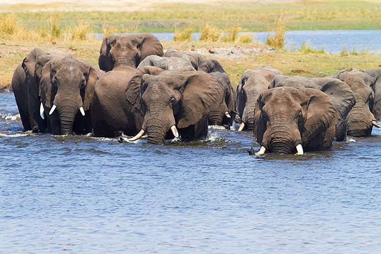 Chobe National Park