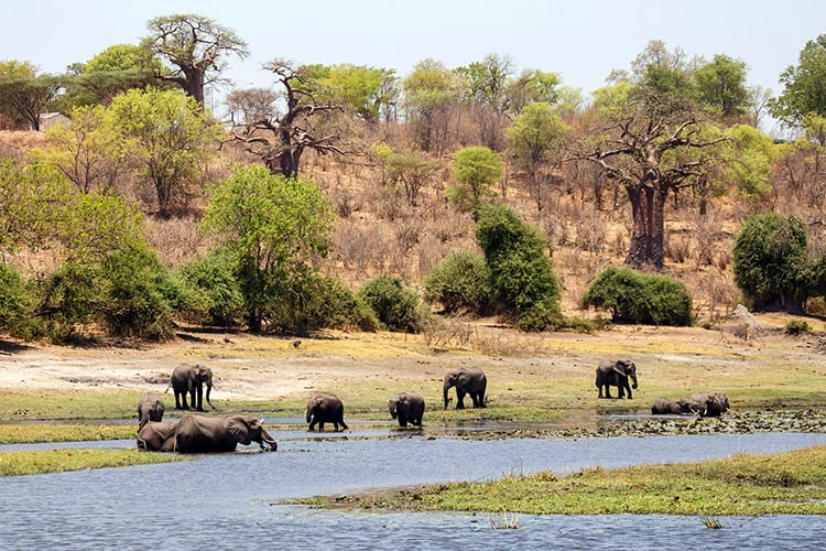 Chobe National Park