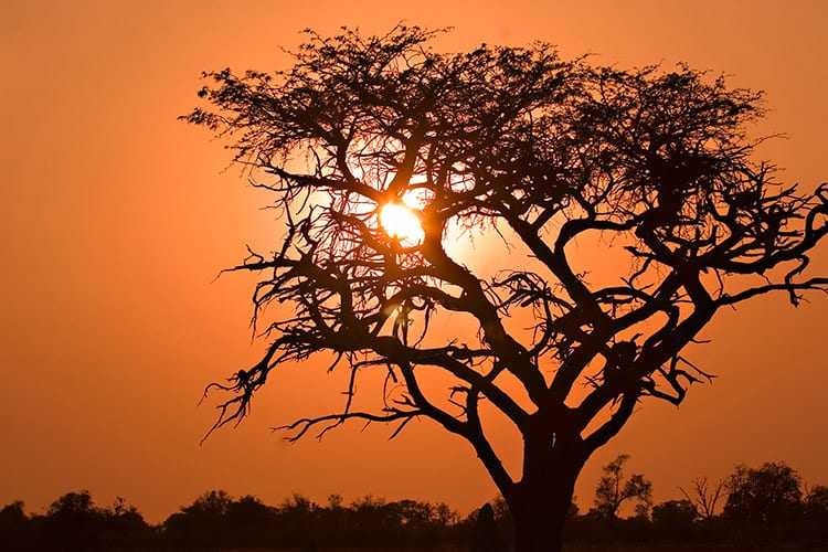 Moremi Game Reserve zonsopkomst