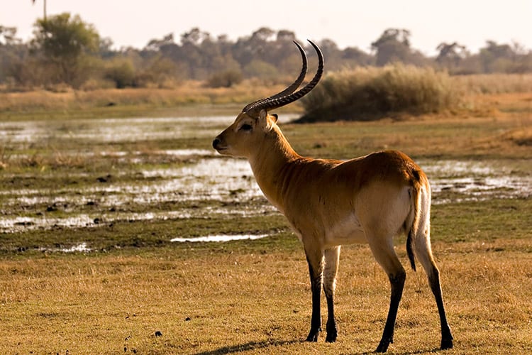 Litschiewaterbok het Moremi Game Reserve