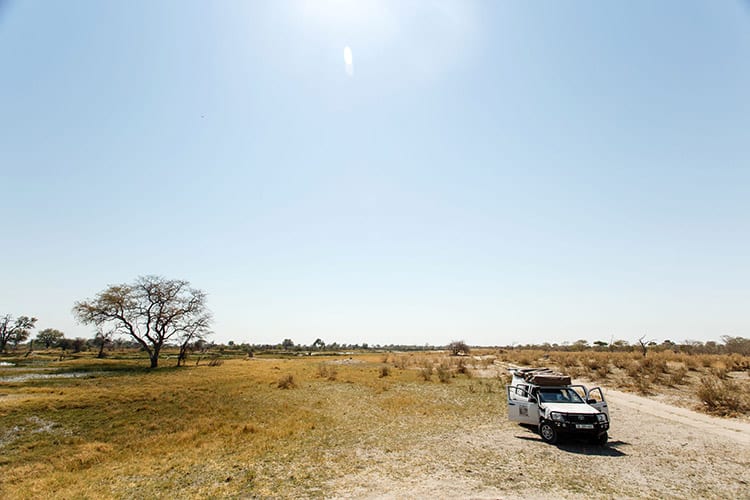 Moremi Game Reserve safari