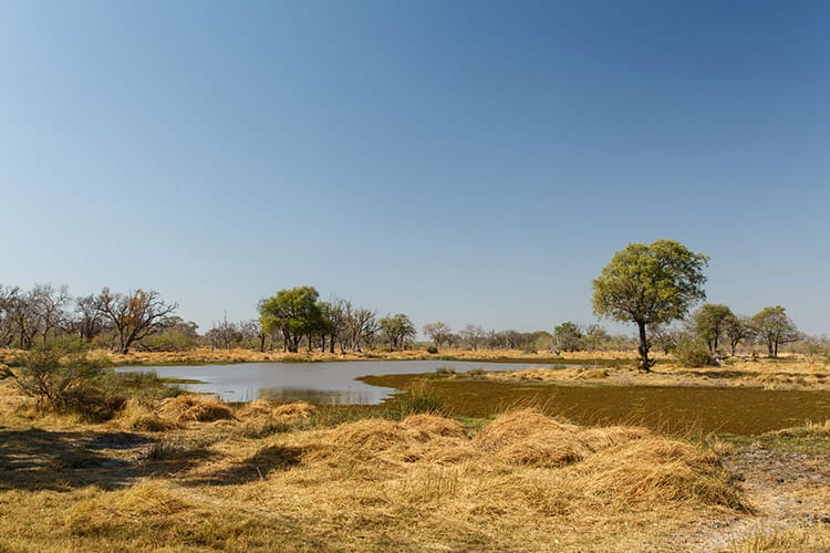 Moremi Game Reserve